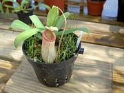 Nepenthes ventricosa x bellii